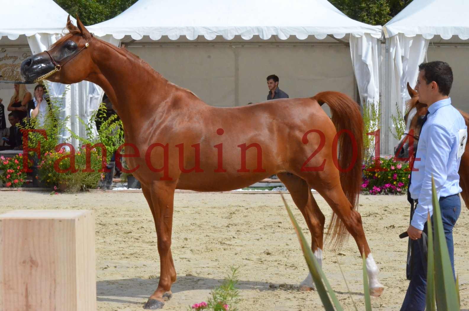 ﻿CHAMPIONNAT DE FRANCE 2014 A POMPADOUR - Championnat - KINSHASA JA - 52