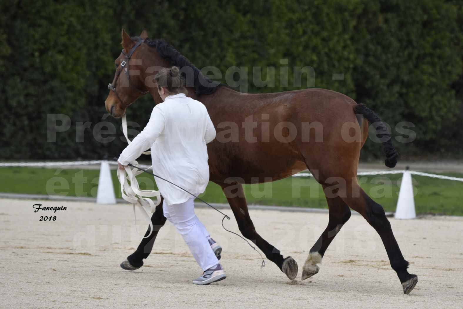 Présentation d’Étalons au Haras d'UZES 2018 - DUENDE MENEZES - notre sélection - en main - 3