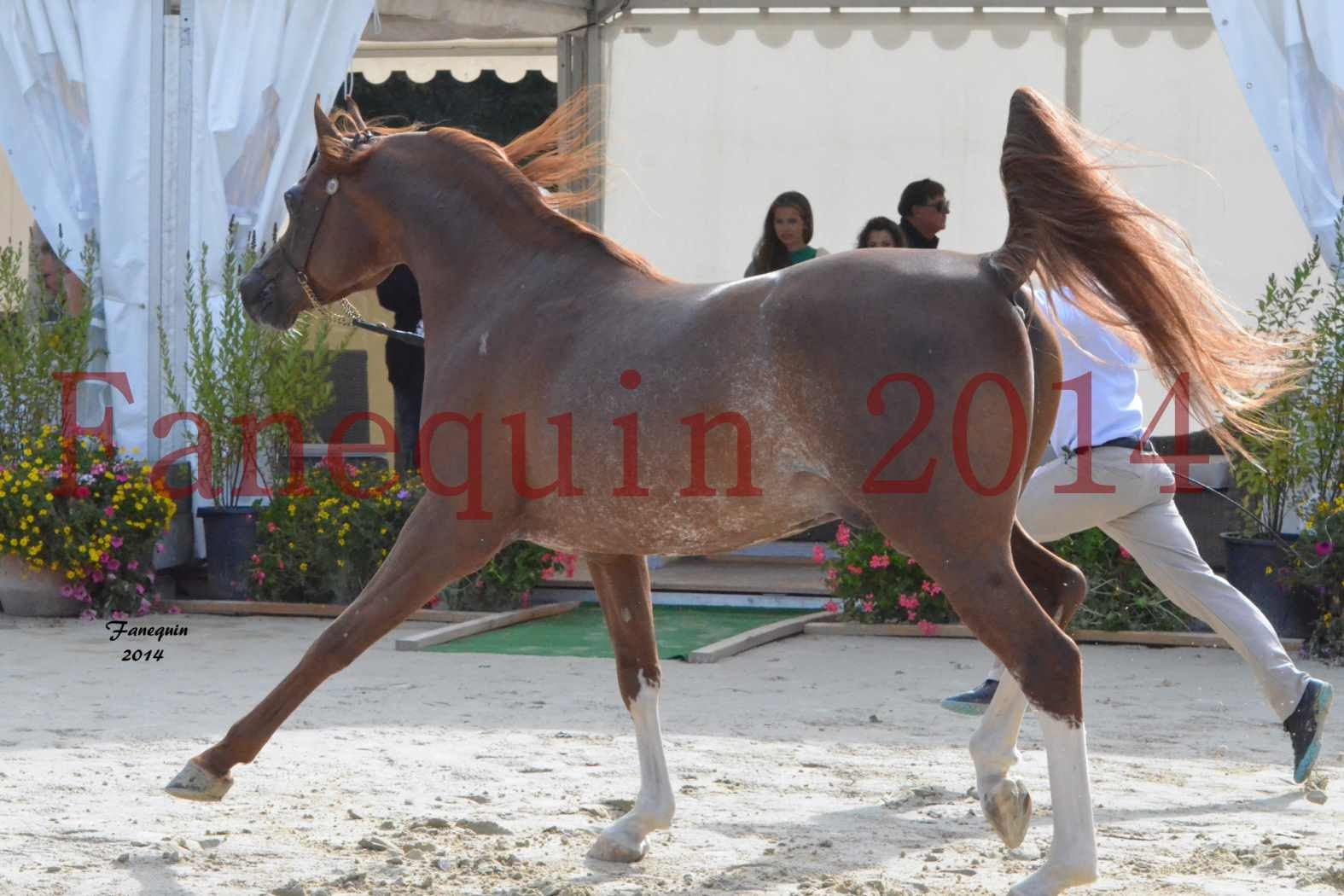 CHAMPIONNAT DE FRANCE 2014 A POMPADOUR - Notre Sélection - AINHOA LE BASQUE - 4