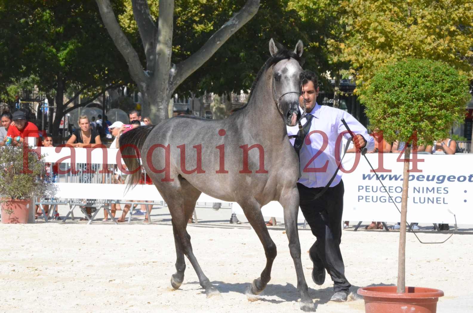 Concours National de Nîmes de chevaux ARABES 2014 - Championnat - JOSEPH'S BOUZIOLS - C 15