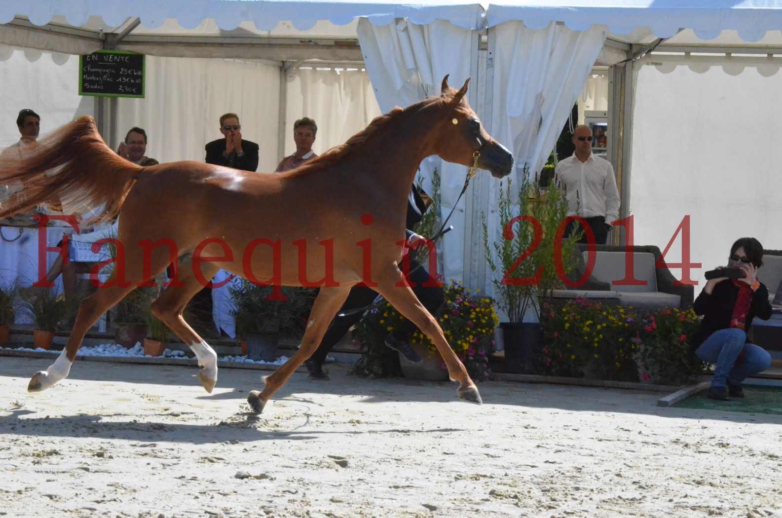 ﻿CHAMPIONNAT DE FRANCE 2014 A POMPADOUR - Sélection - KINSHASA JA - 45