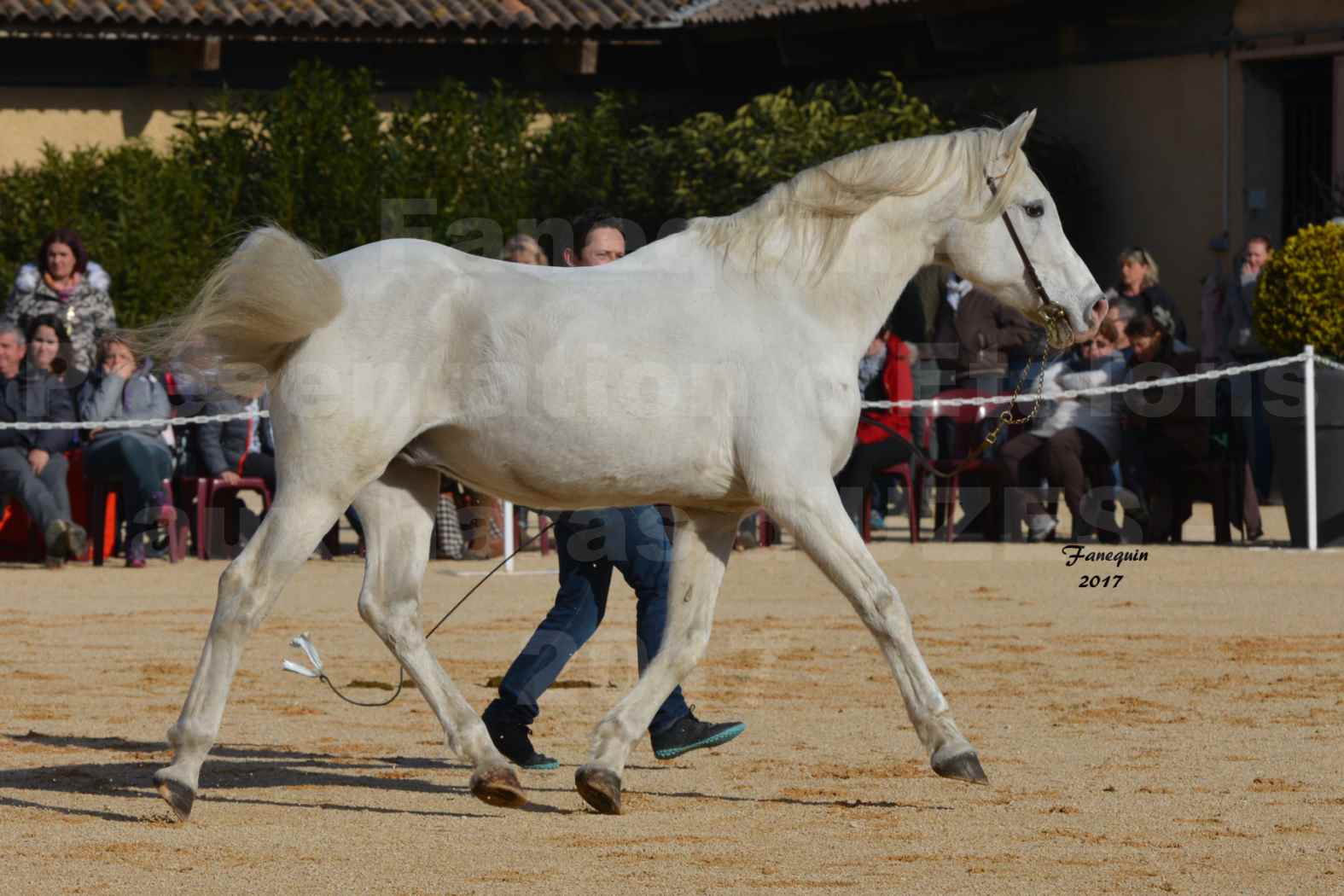 Présentation d’Étalons aux Haras d'UZES - présentation en main - FELOUK DE LA CHAMPOLINE - 3