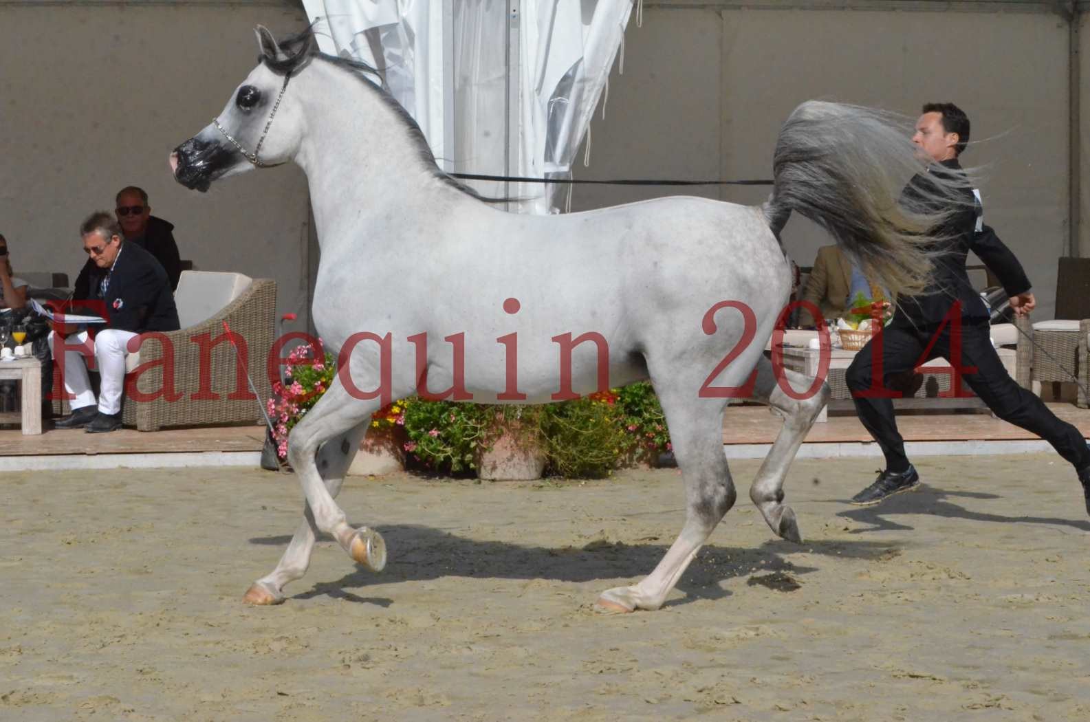 CHAMPIONNAT DE FRANCE  2014 A POMPADOUR - Sélection - SHAOLIN DE NEDJAIA - 24