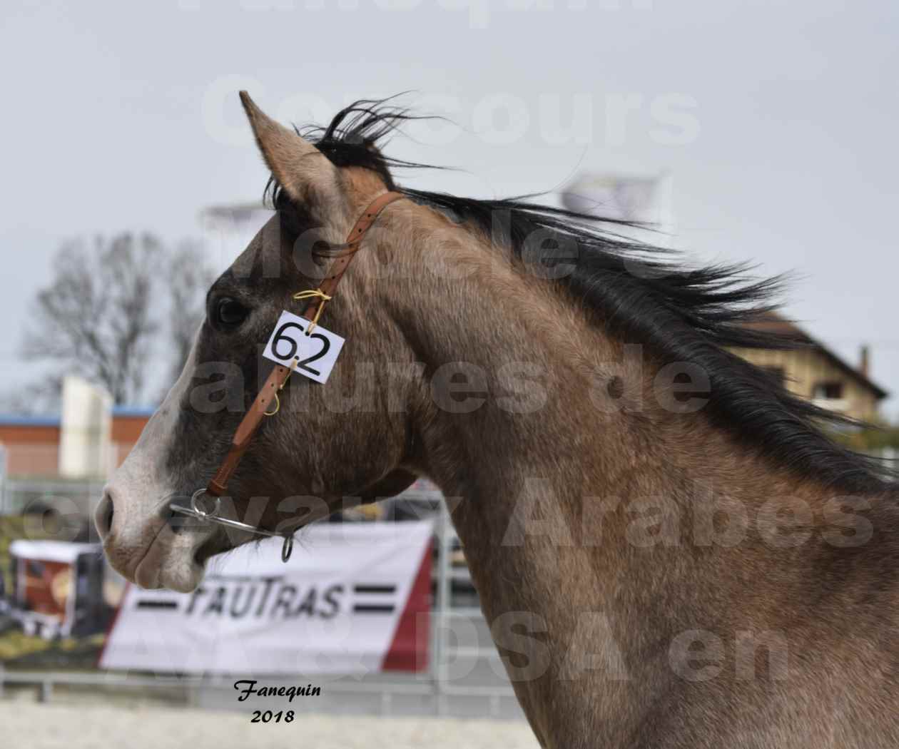 Concours d'élevage de Chevaux Arabes - Demi Sang Arabes - Anglo Arabes - ALBI les 6 & 7 Avril 2018 - FLORIA DU PUECH - Notre Sélection - Portraits - 2