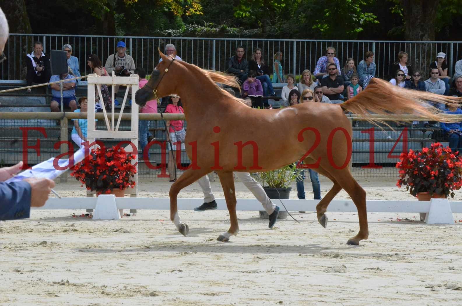 ﻿CHAMPIONNAT DE FRANCE 2014 A POMPADOUR - Championnat - LUTFINAH JA - 06