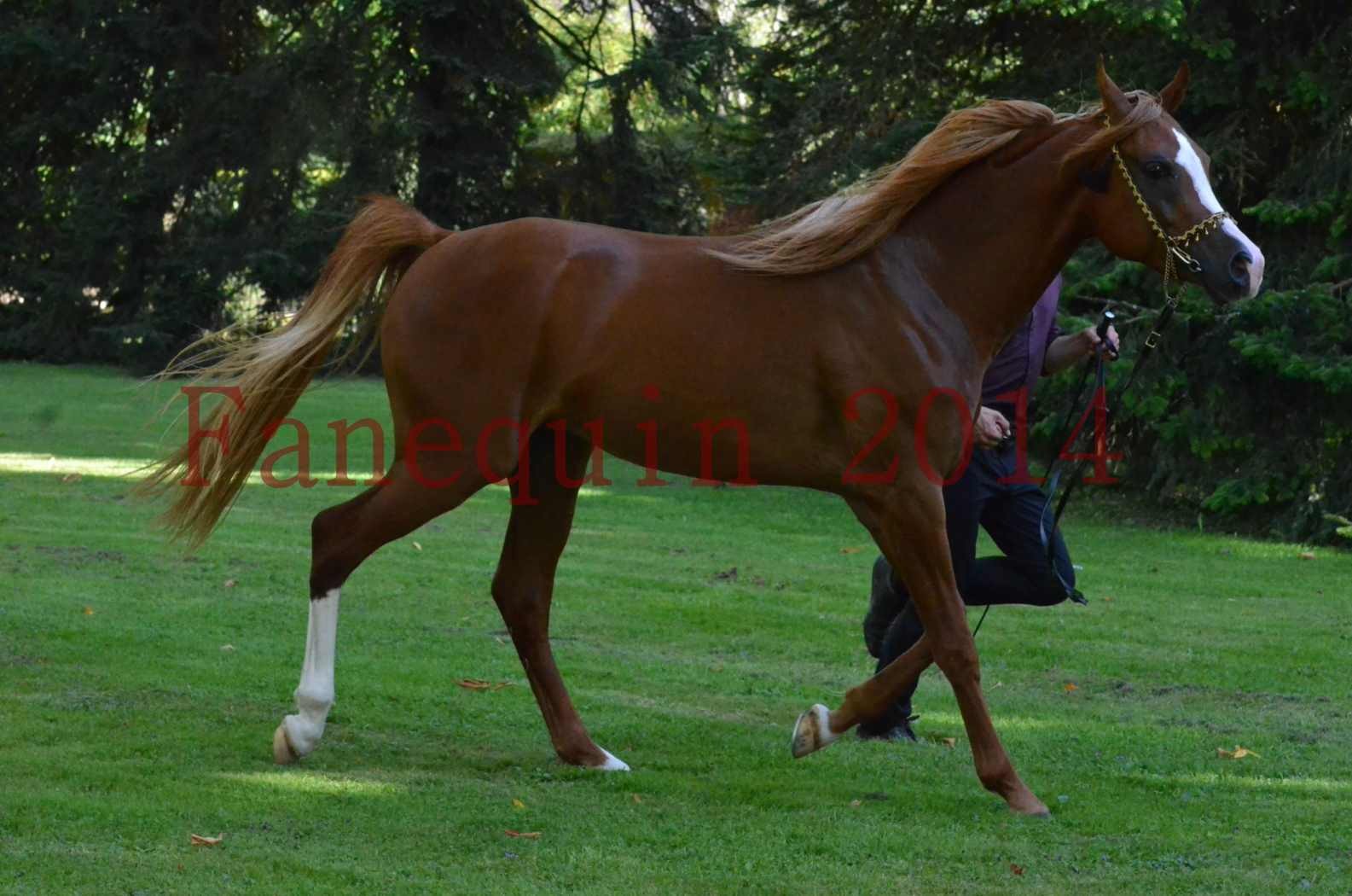 Championnat de FRANCE 2014 - Amateurs - SELECTO IBN SAMAWI - 126