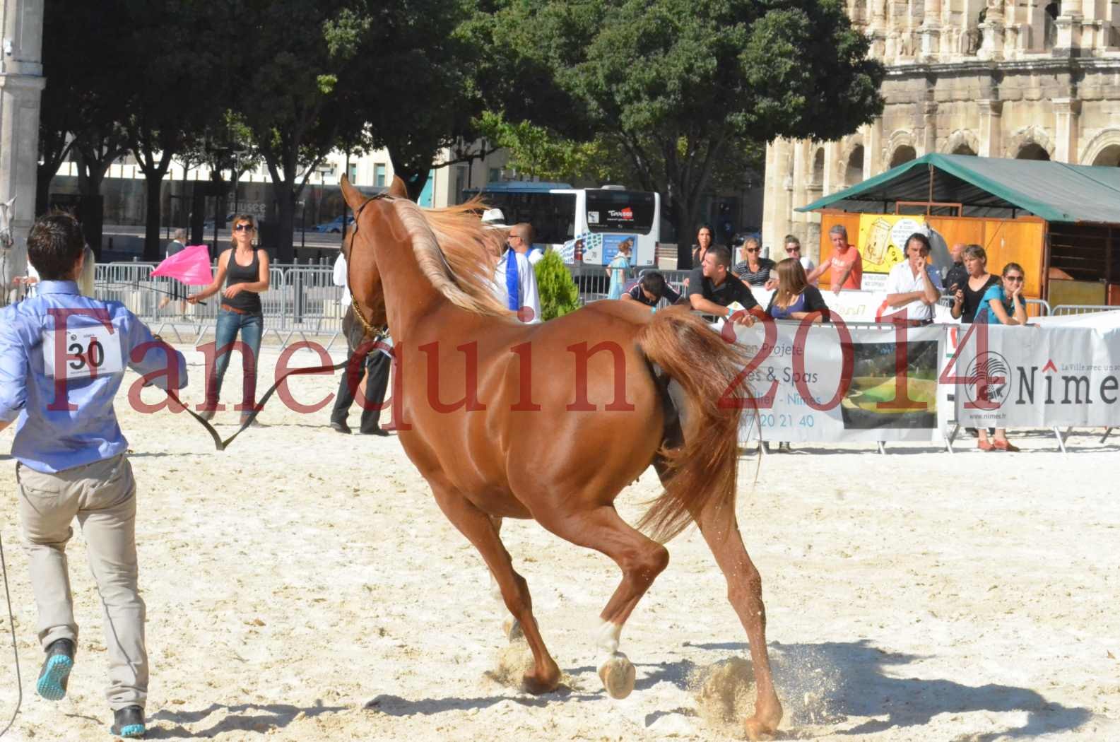 Concours National de Nîmes de chevaux ARABES 2014 - Championnat - MASSAI DE BARREL - 75