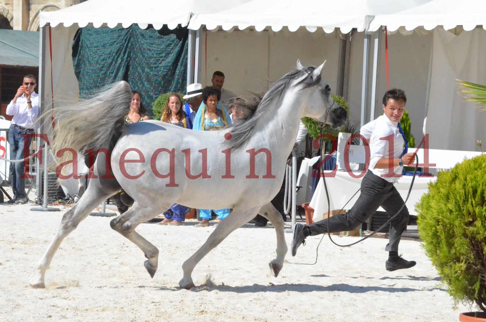 Concours National de Nîmes de chevaux ARABES 2014 - Sélection - SHAOLIN DE NEDJAIA - 63