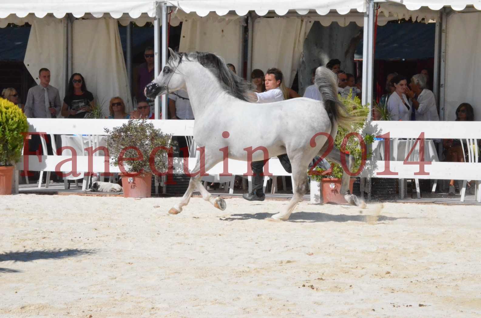 Concours National de Nîmes de chevaux ARABES 2014 - Sélection - SHAOLIN DE NEDJAIA - 32