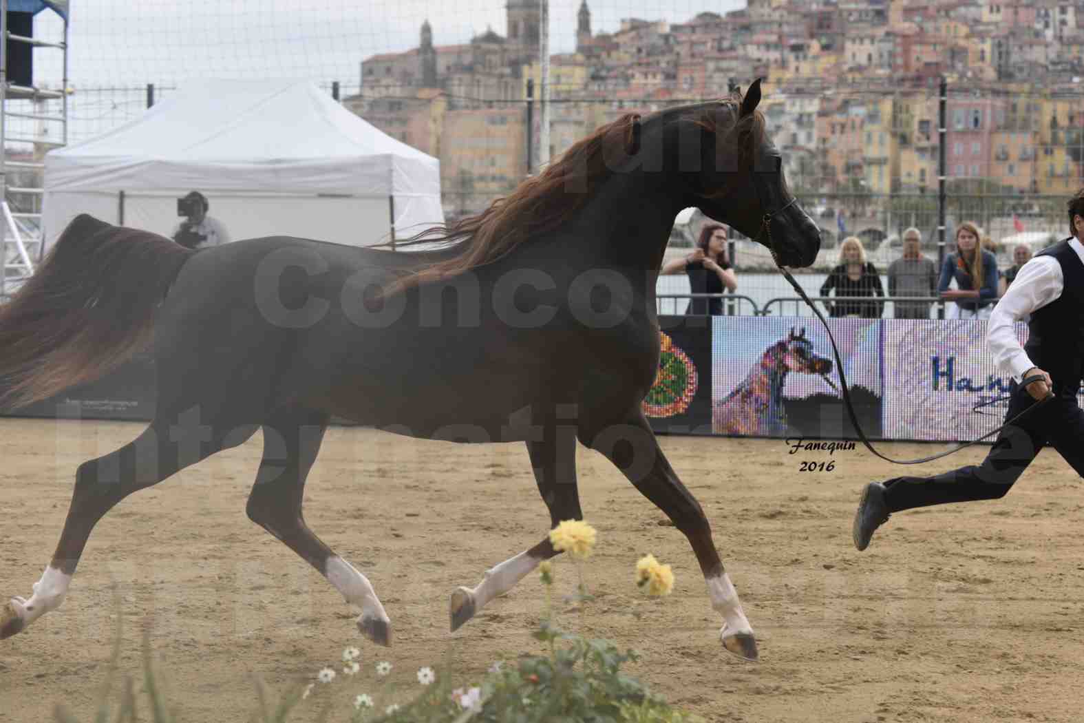 Championnat du pur-sang arabe de la Méditerranée et des pays arabes - MENTON 2016 - IM BAYARD CATHARE -  Notre Sélection - 11