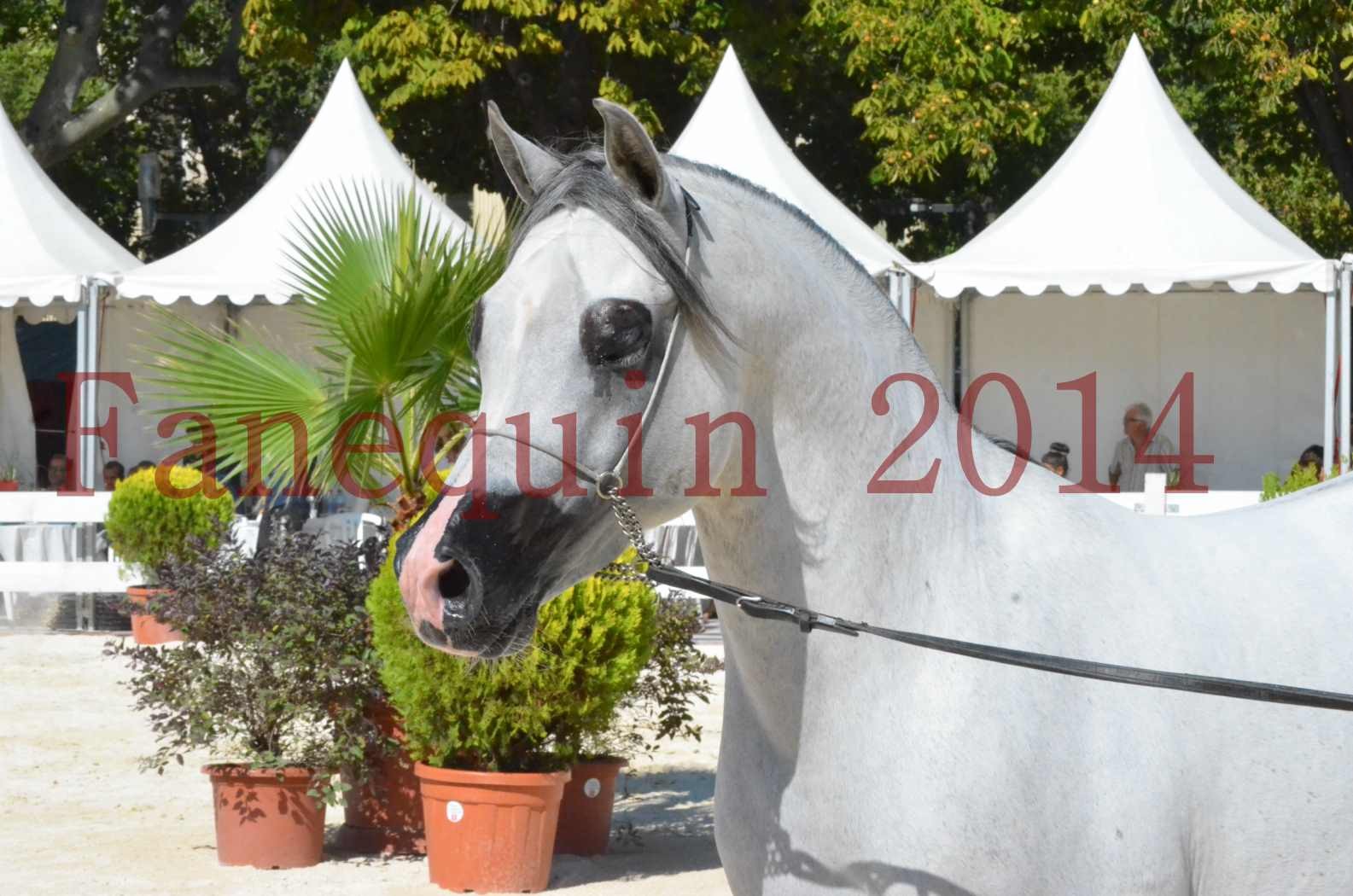 Concours National de Nîmes de chevaux ARABES 2014 - Sélection - SHAOLIN DE NEDJAIA - 17