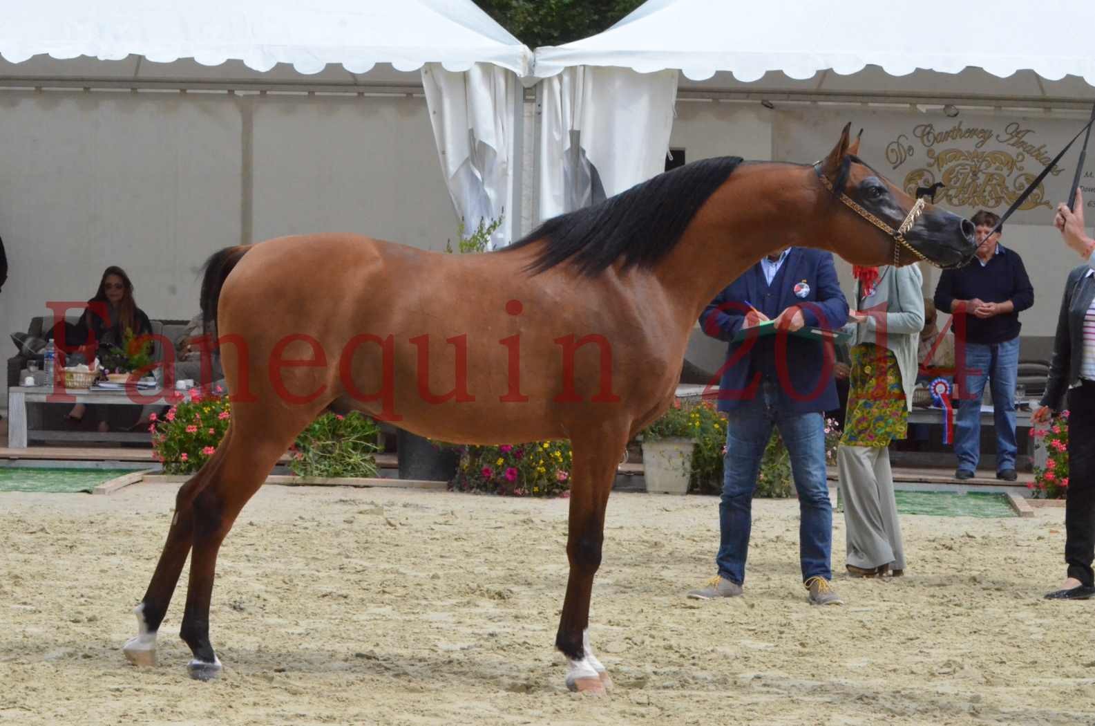 CHAMPIONNAT DE FRANCE 2014 A POMPADOUR - KOHINOUR DE CARTHEREY - 49