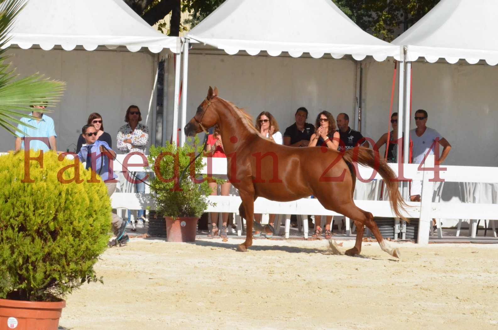 Concours National de Nîmes de chevaux ARABES 2014 - Championnat - MASSAI DE BARREL - 43