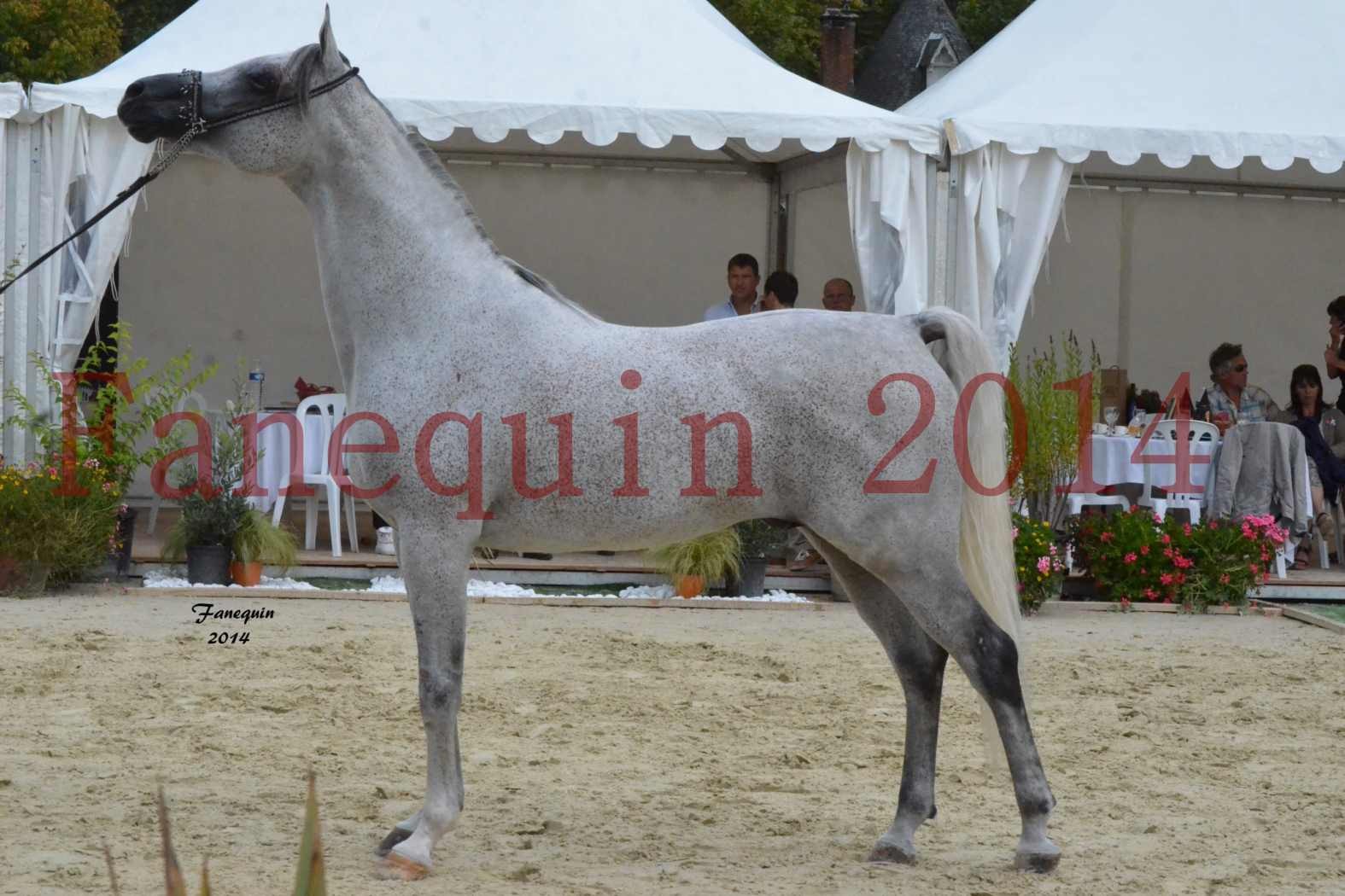 CHAMPIONNAT DE FRANCE  2014 A POMPADOUR - Notre Sélection - SHEYK DE GARGASSAN - 15