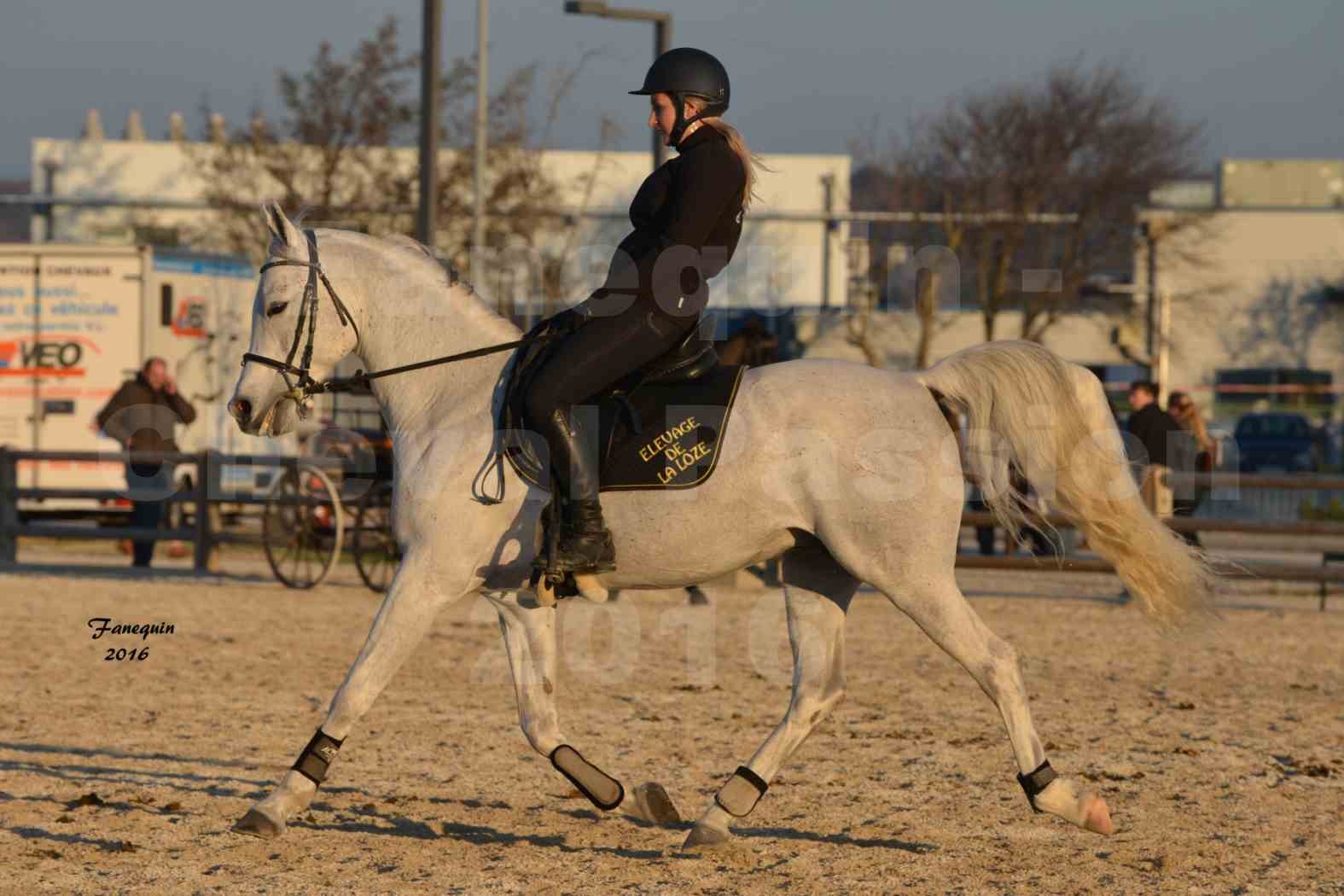 Cheval Passion 2016 - Présentation extérieure de chevaux Arabes montés - 17
