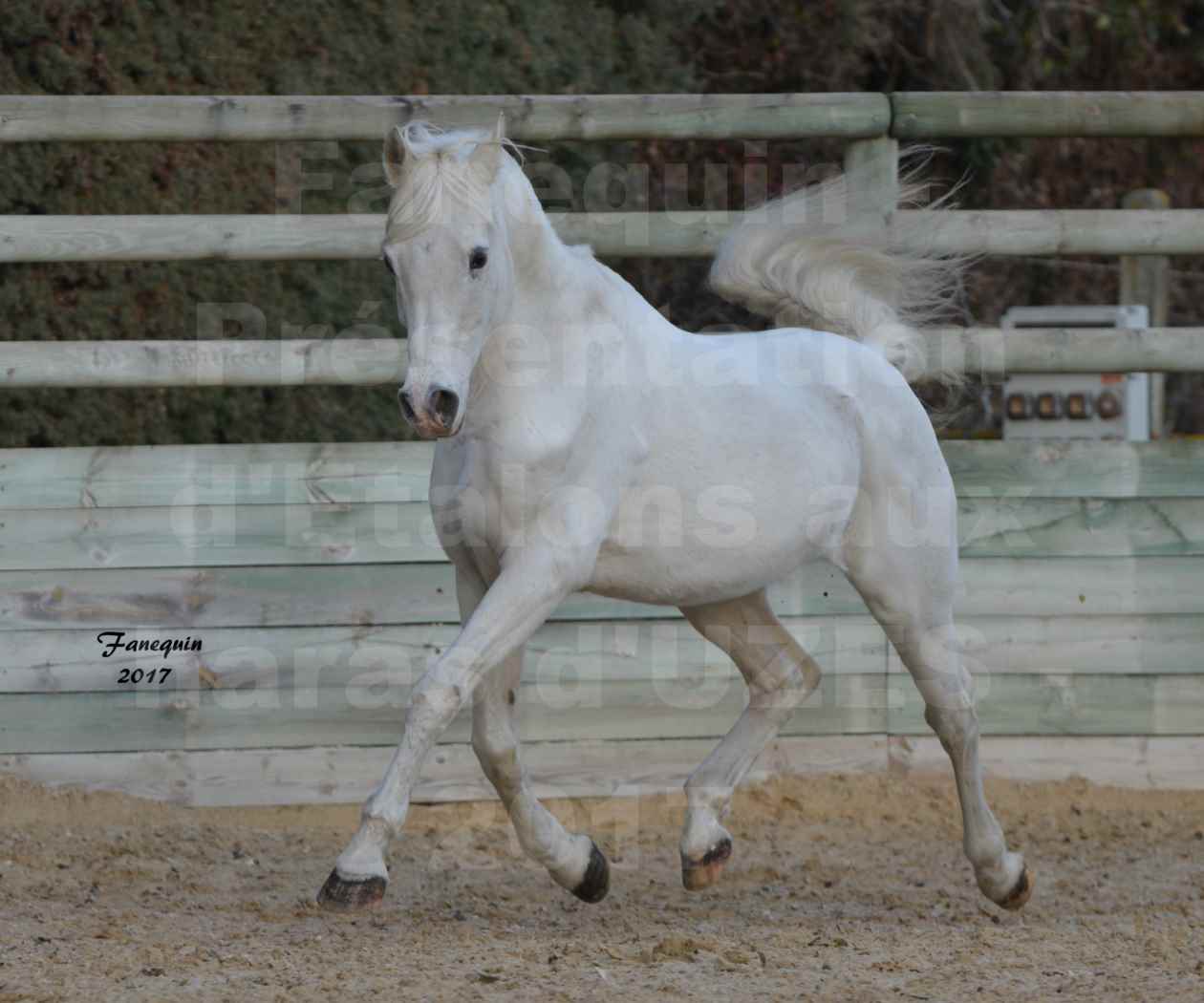 Présentation d’Étalons aux Haras d'UZES - présentation en liberté - FELOUK DE LA CHAMPOLINE - 4
