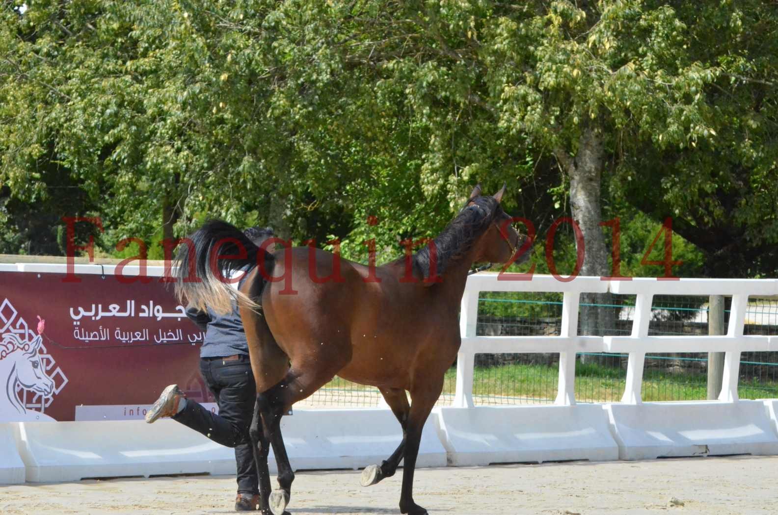 Championnat de FRANCE 2014 - Amateurs - KAL'ELLE D'ELHORIA - 66