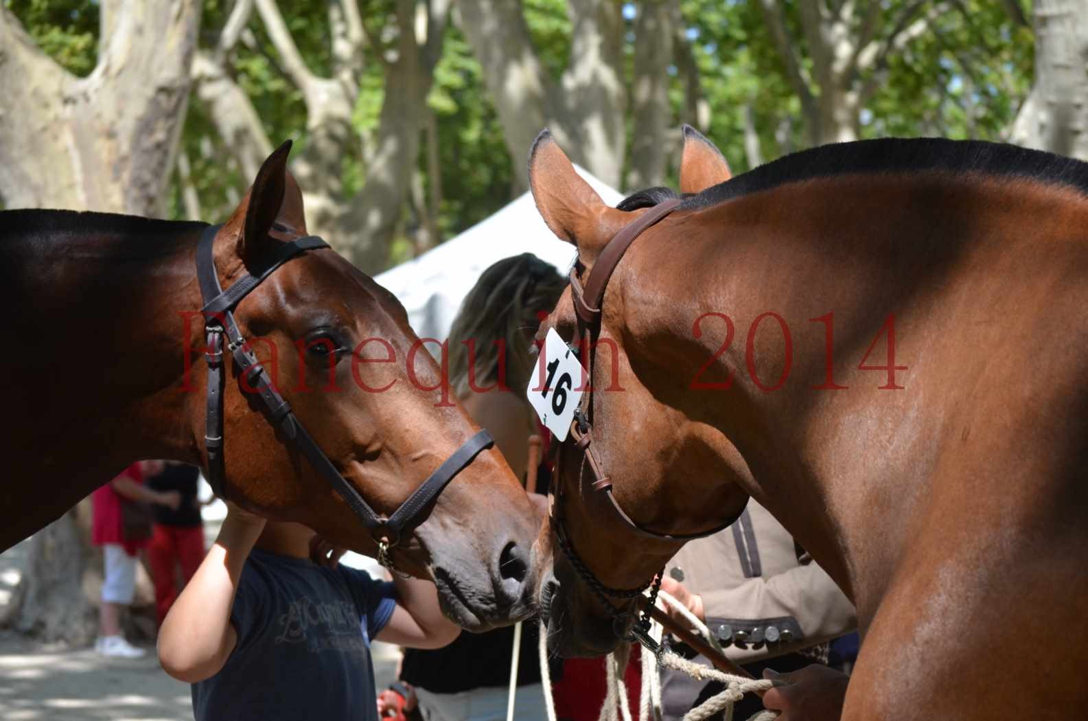 Portraits Chevaux Elevage RONCHAIL-22