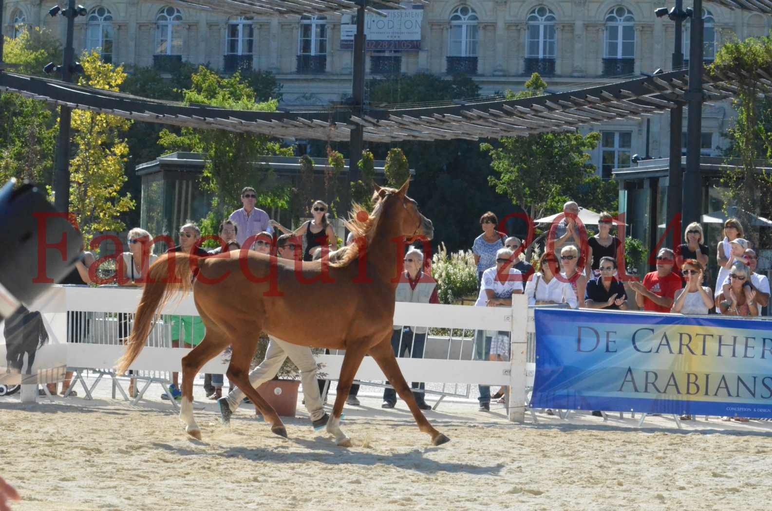 Concours National de Nîmes de chevaux ARABES 2014 - Championnat - MASSAI DE BARREL - 06