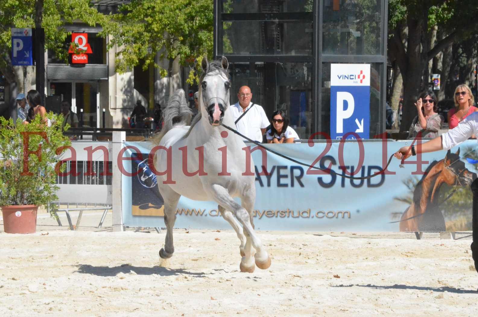 Concours National de Nîmes de chevaux ARABES 2014 - Sélection - SHAOLIN DE NEDJAIA - 45