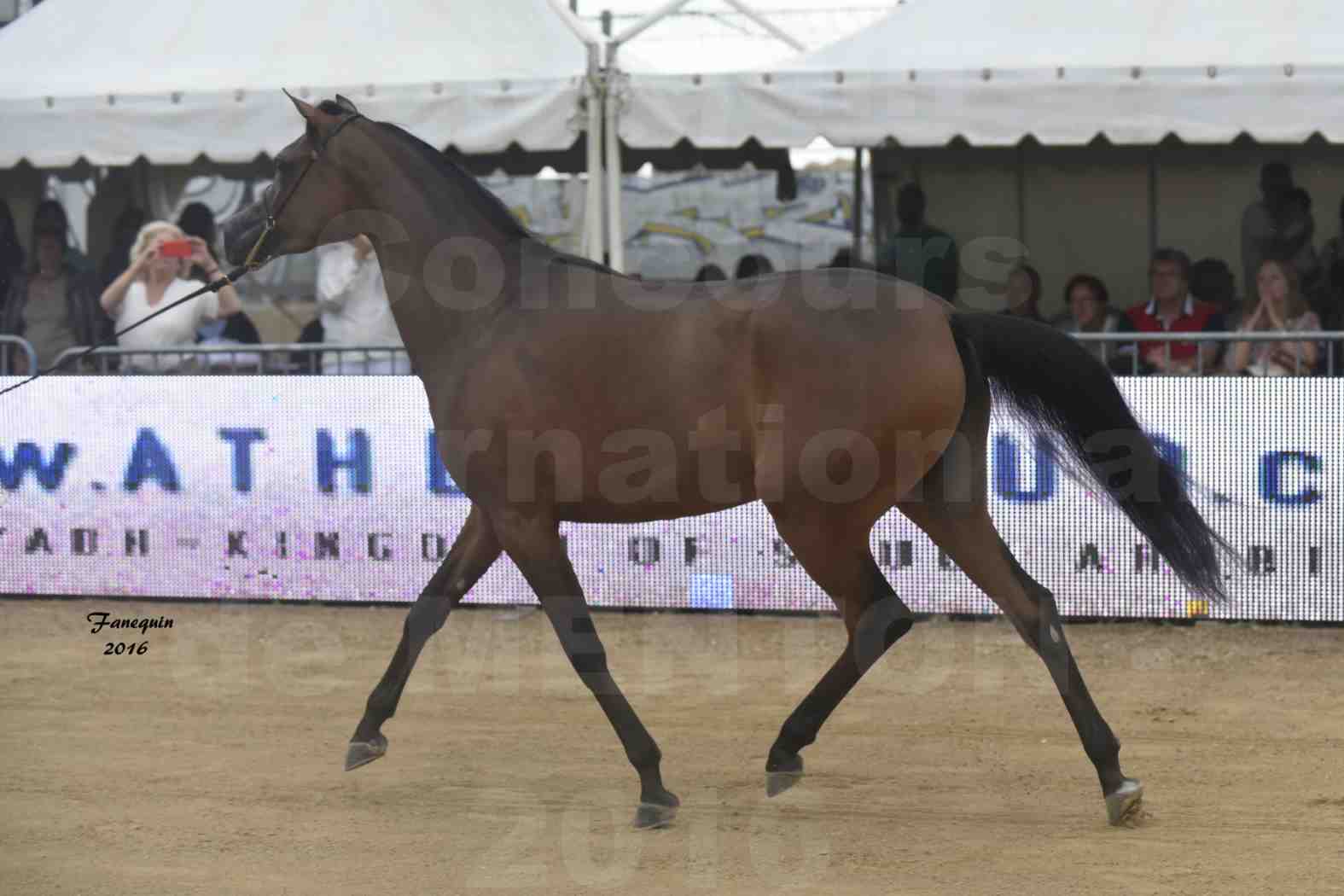 Championnat du pur-sang arabe de la Méditerranée et des pays arabes - MENTON 2016 - REMAL  AL SHAQAB - Notre Sélection - 5