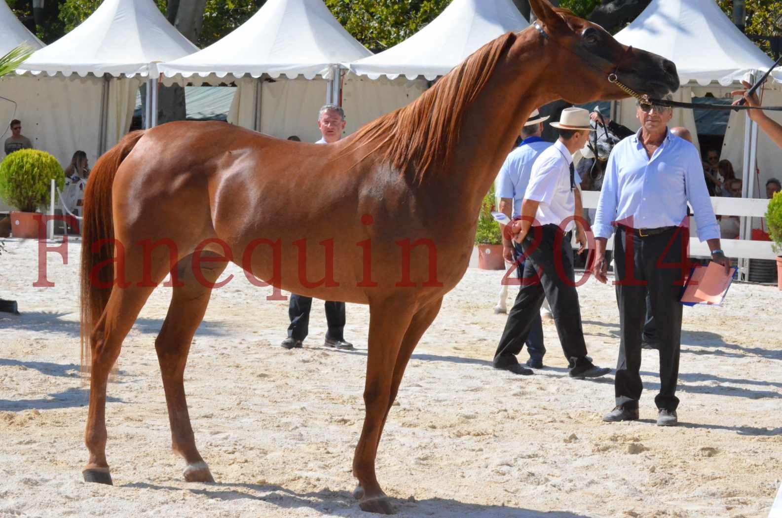 Concours National de Nîmes de chevaux ARABES 2014 - Championnat - MASSAI DE BARREL - 39