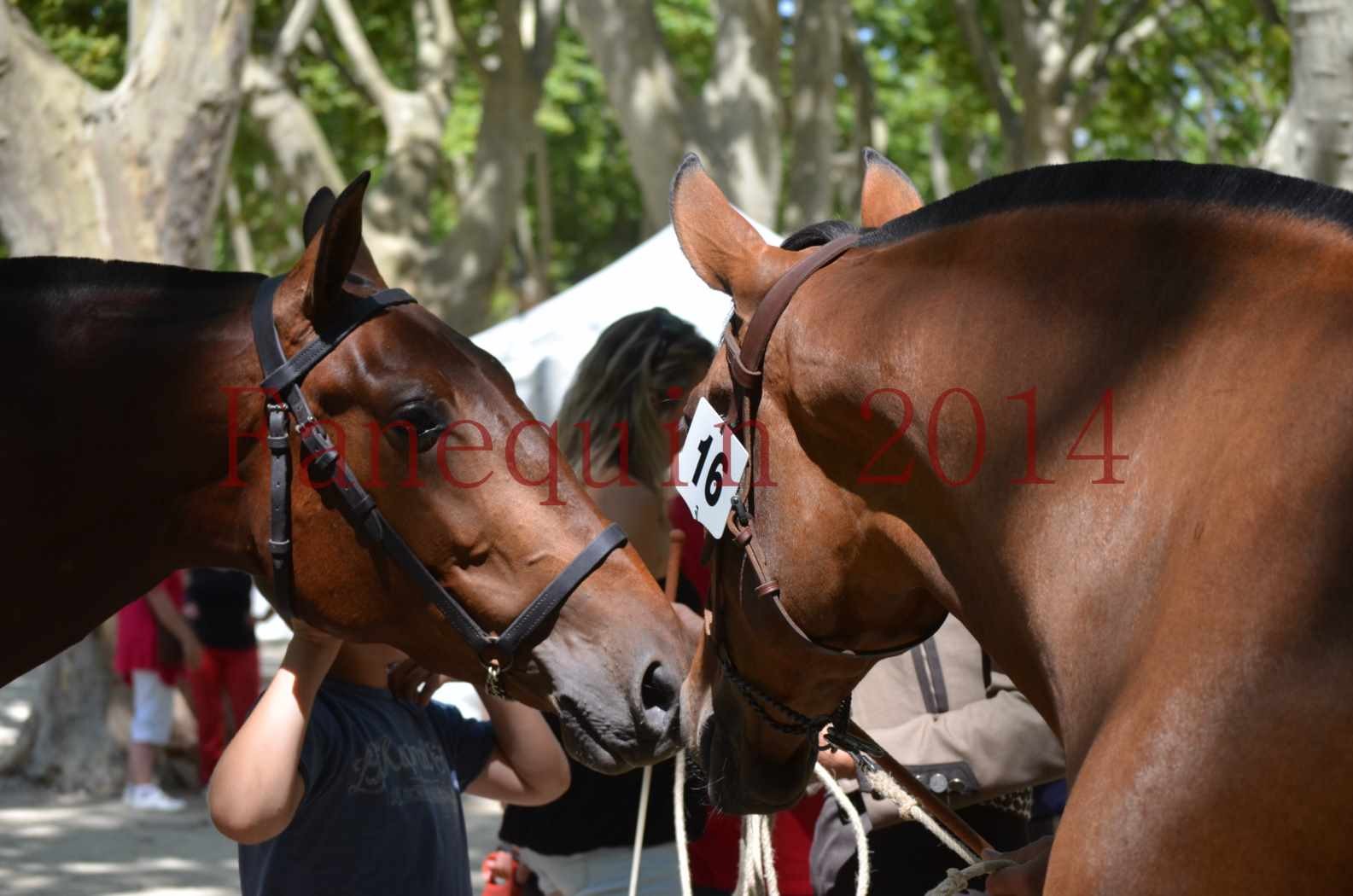 Portraits Chevaux Elevage RONCHAIL-23