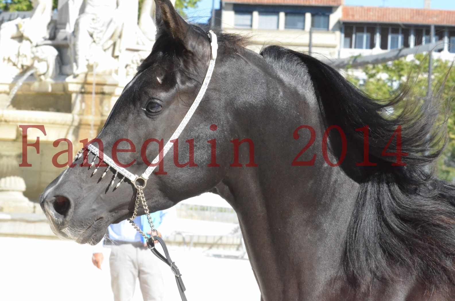 Concours National de Nîmes de chevaux ARABES 2014 - Sélection - Portraits - BALTYK DE CHAUMONT - 03