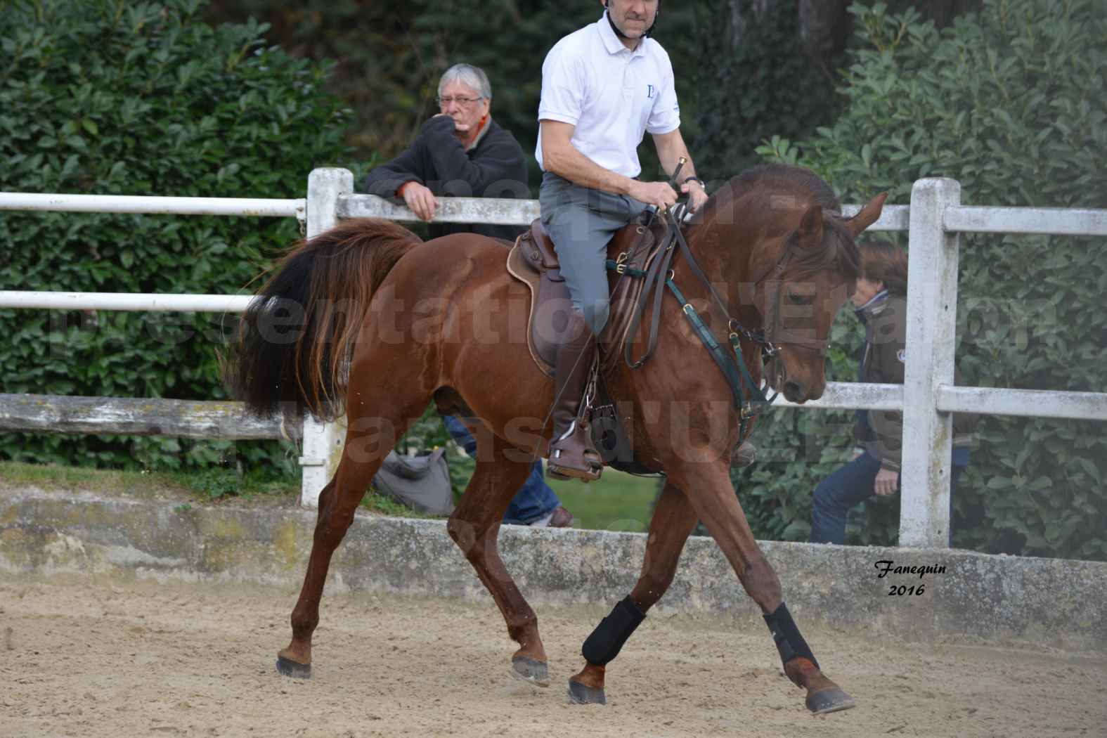 Présentation d’Étalons aux Haras d'UZES en 2016 - Présentation monté - INDIAN DIAKSIK - 3