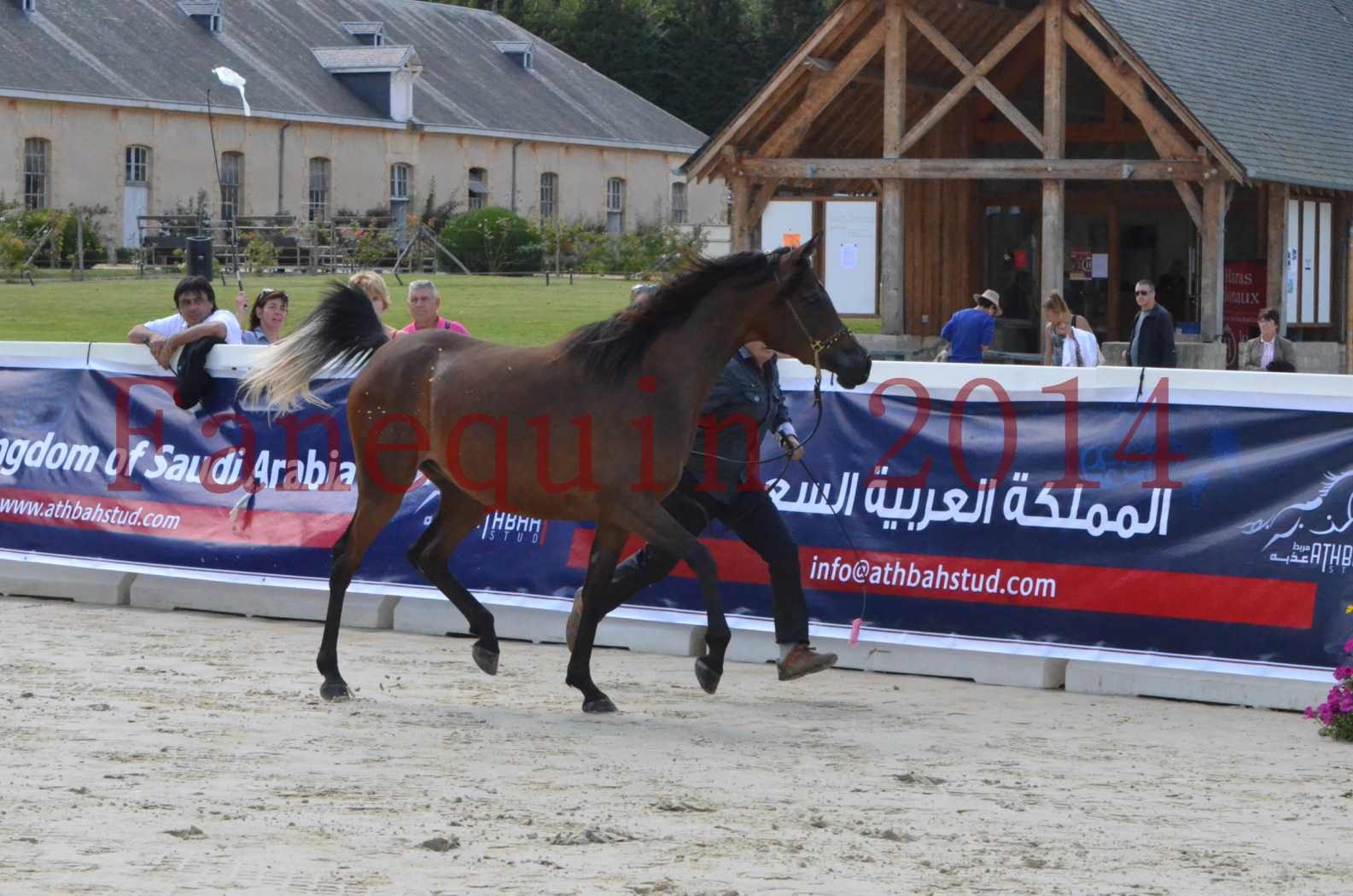 Championnat de FRANCE 2014 - Amateurs - KAL'ELLE D'ELHORIA - 05