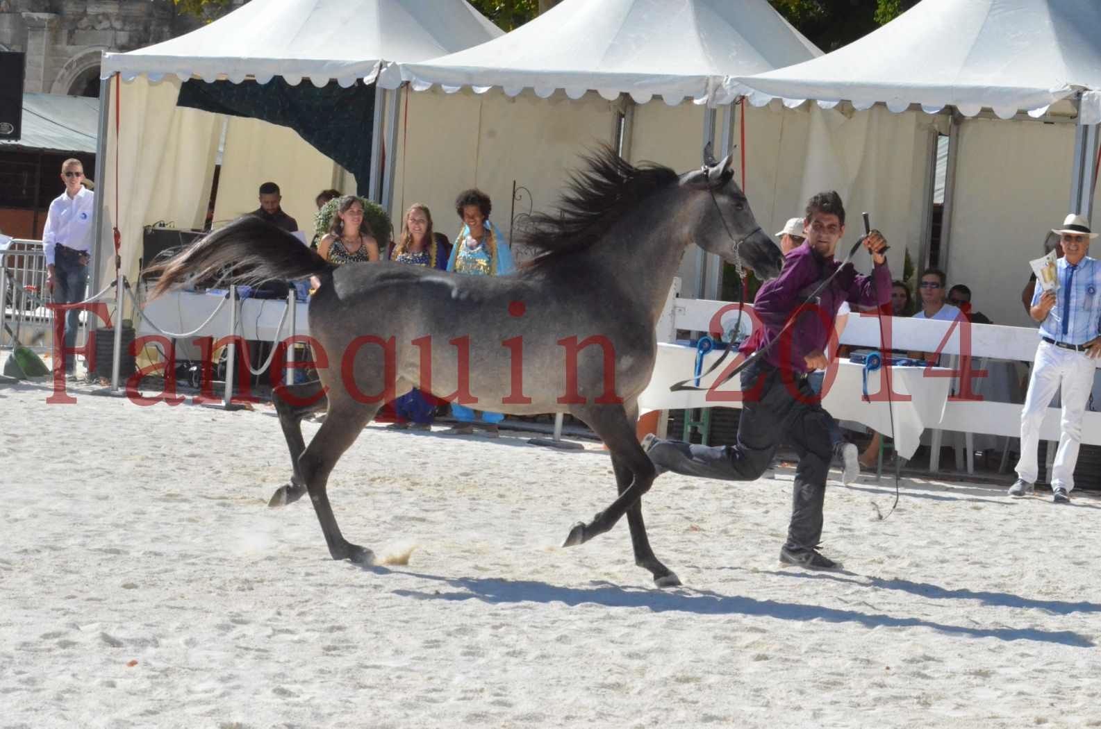 Concours National de Nîmes de chevaux ARABES 2014 - Championnat - JOSEPH'S BOUZIOLS - S 02