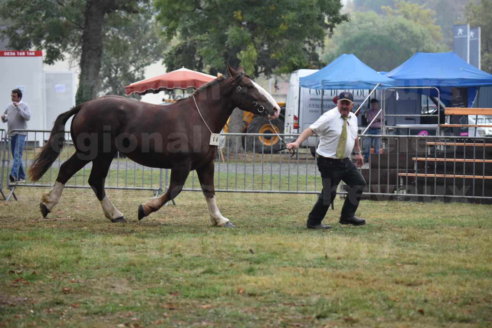 Concours Régional de chevaux de traits en 2017 - Trait BRETON - FRIVOLE DU JAUDY - 03