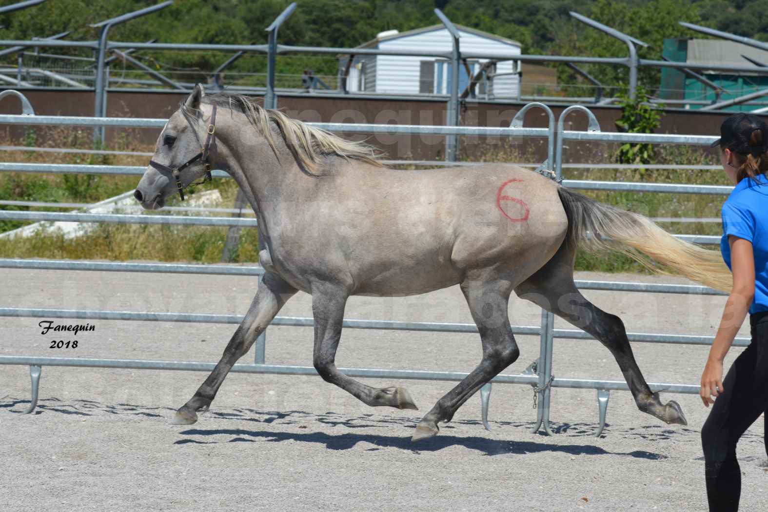 Concours d'Elevage de chevaux Arabes  le 27 juin 2018 à la BOISSIERE - GAZAK D'AURIERES - 05