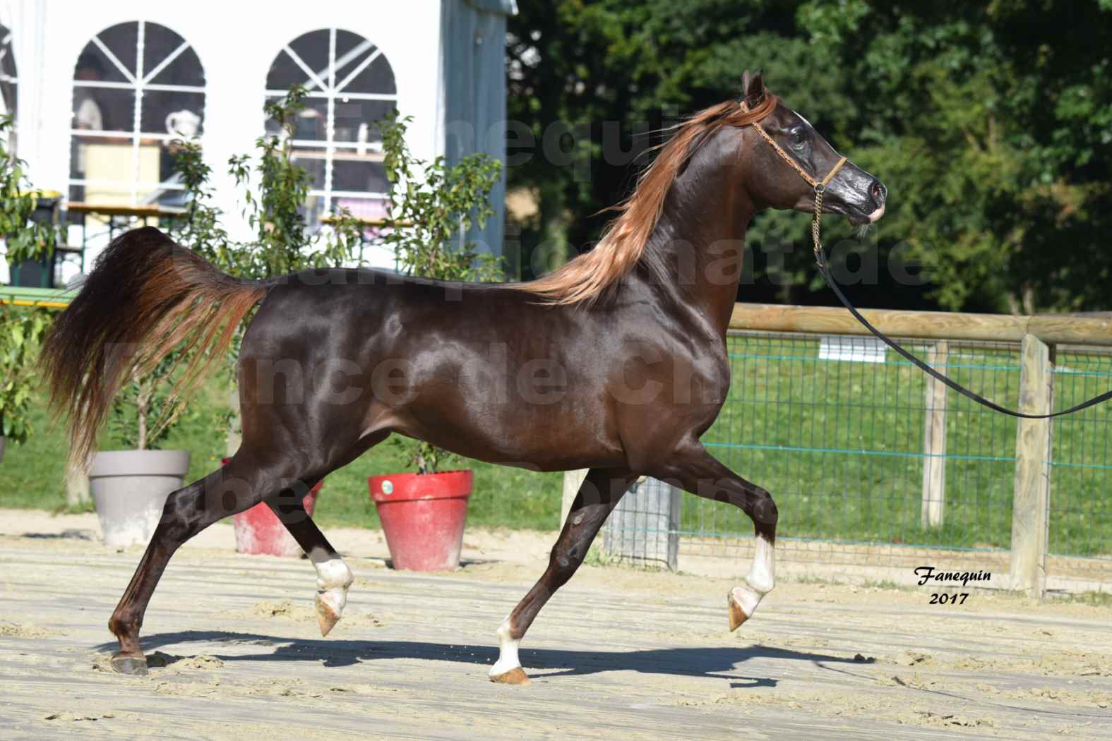 Championnat de France de Chevaux ARABES à Pompadour en 2017 - Notre Sélection - AVALON DALANN - 1