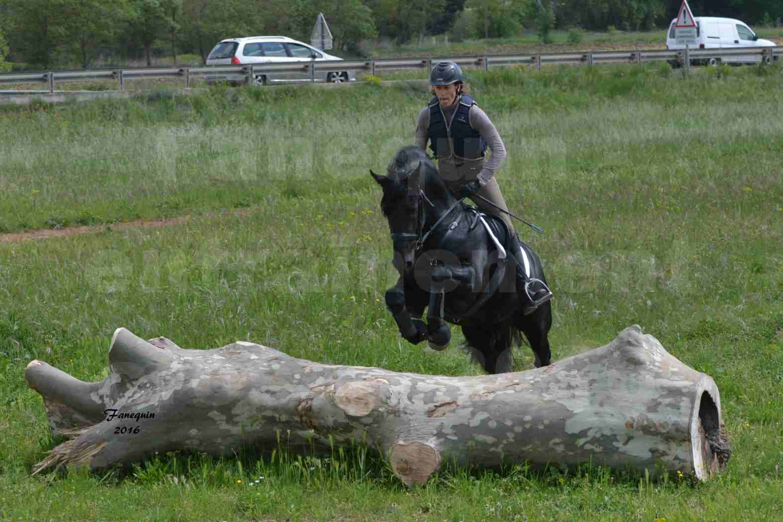 Elevage ARABOFRISON de Noémie CHARNAY - Étalon ARABOFRISON - ARDAN DU BELIER - 078