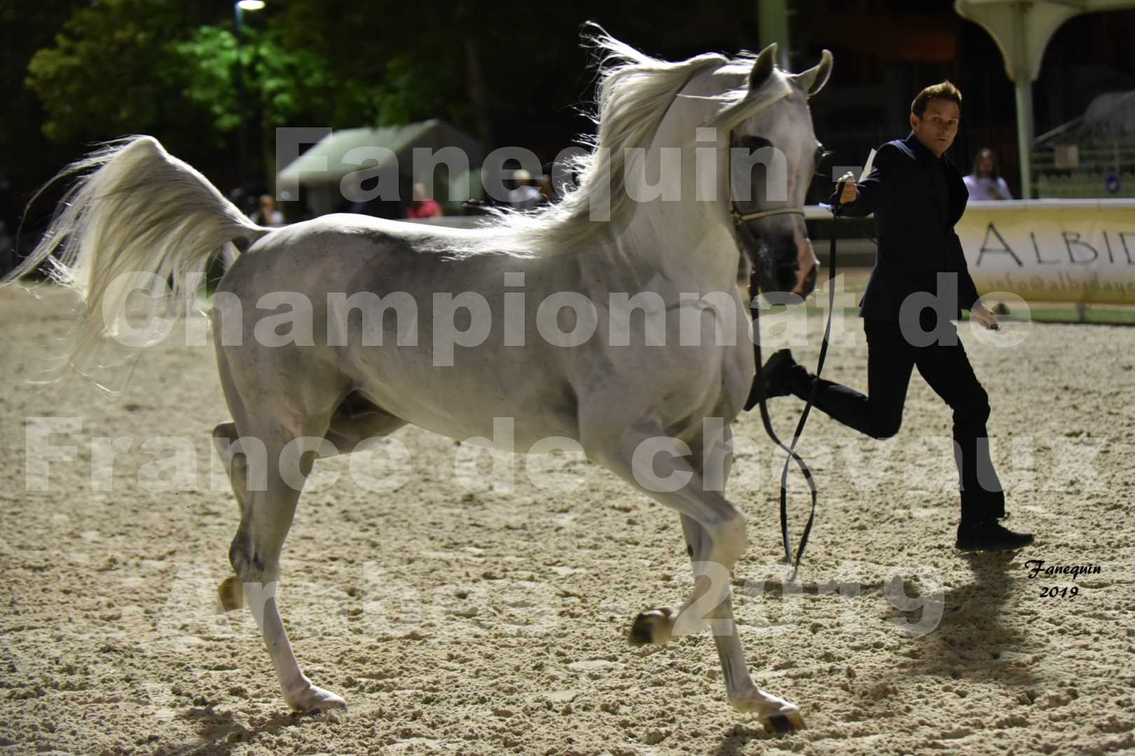 Championnat de France des chevaux Arabes en 2019 à VICHY - SHAMS EL ASHIRAF - 3