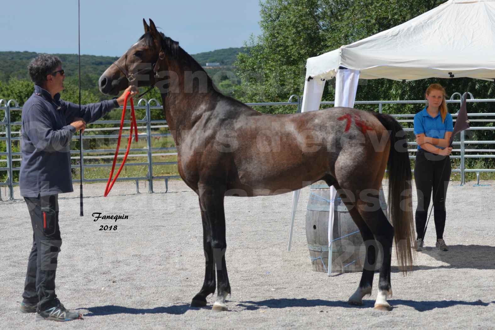 Concours d'Elevage de chevaux Arabes  le 27 juin 2018 à la BOISSIERE - DORKKAN DE FIGNOLS - 01