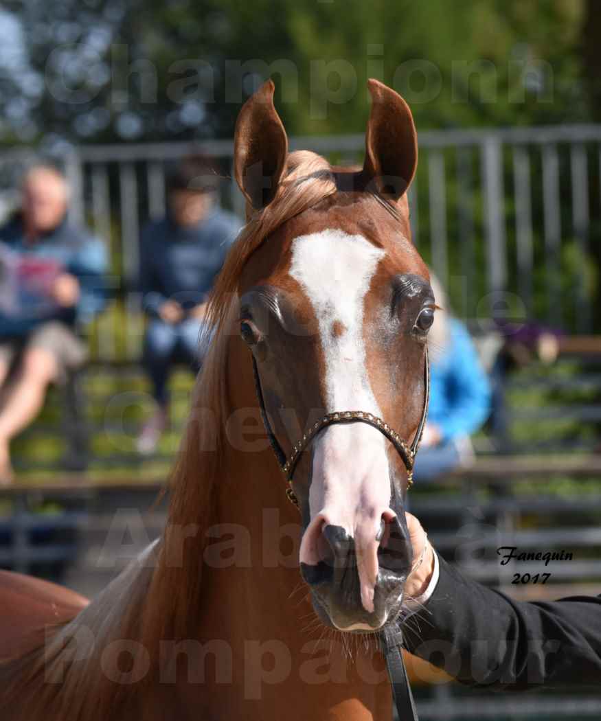 Championnat de France de Chevaux Arabes à Pompadour en 2017 - HAMASAT ALBIDAYER - Portraits - 1