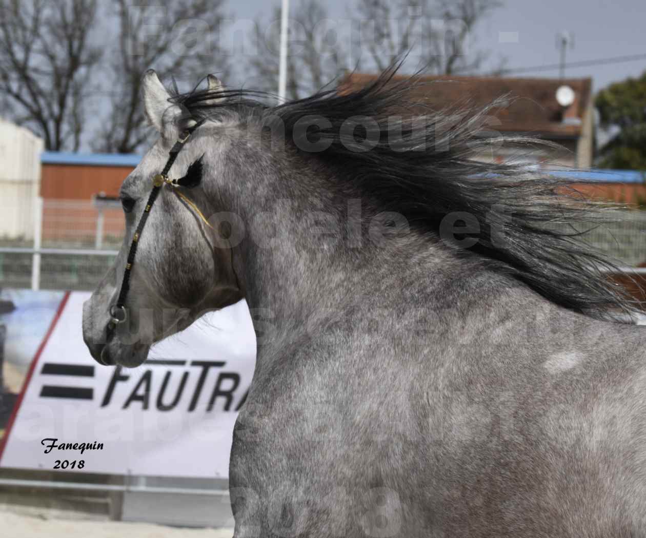 Concours d'élevage de Chevaux Arabes - D. S. A. - A. A. - ALBI les 6 & 7 Avril 2018 - FLORAC LARZAC - Notre Sélection - Portraits - 2