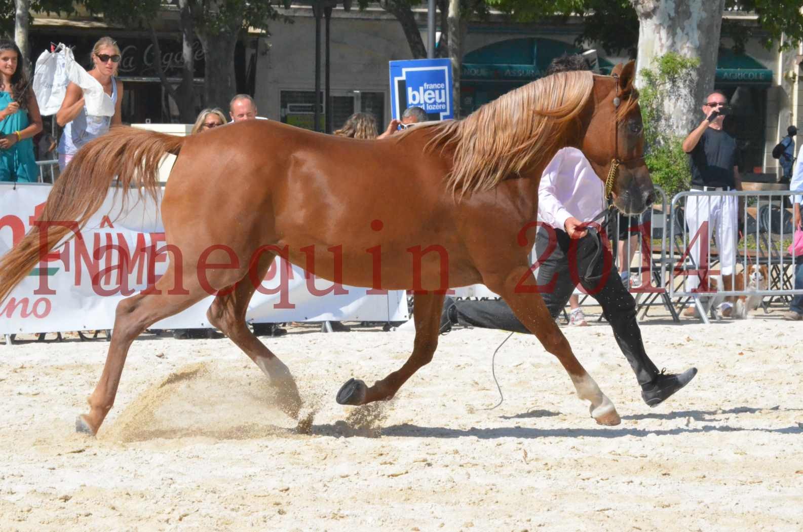 Concours National de Nîmes de chevaux ARABES 2014 - Championnat - MASSAI DE BARREL - 30