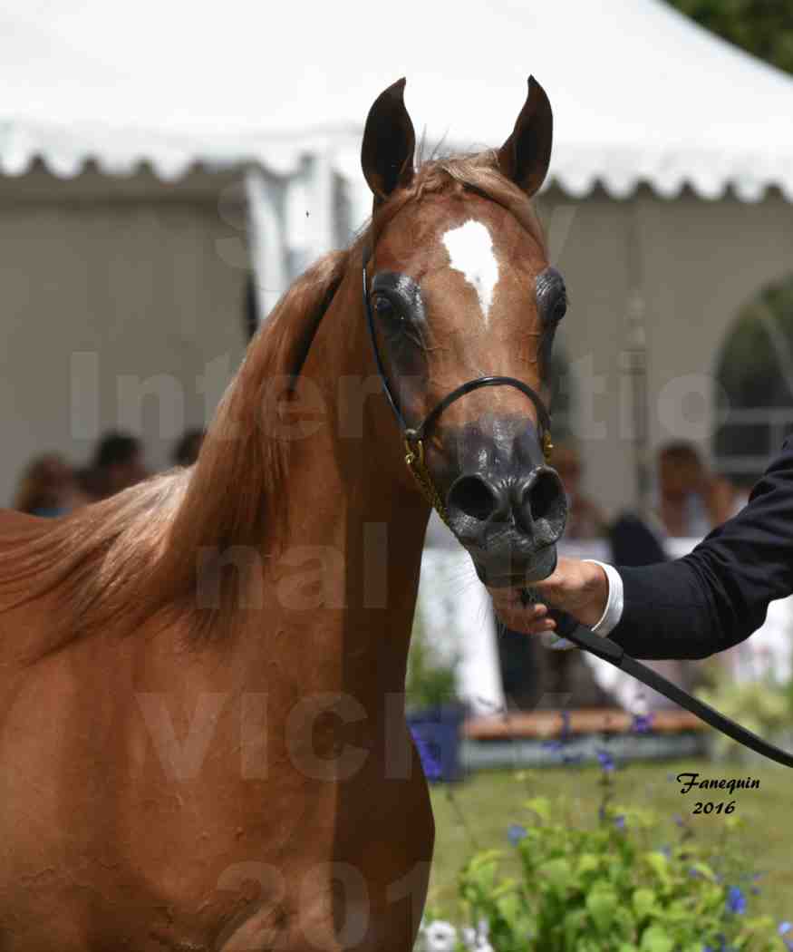 International Arabian Horse Show B de VICHY 2016 - JA FALAENE - Notre Sélection - Portraits - 1