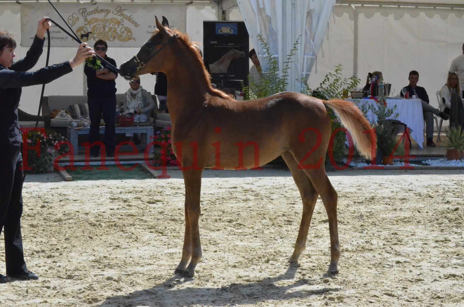 CHAMPIONNAT DE FRANCE 2014 A POMPADOUR - Championnat - TSAR KENZA - 37