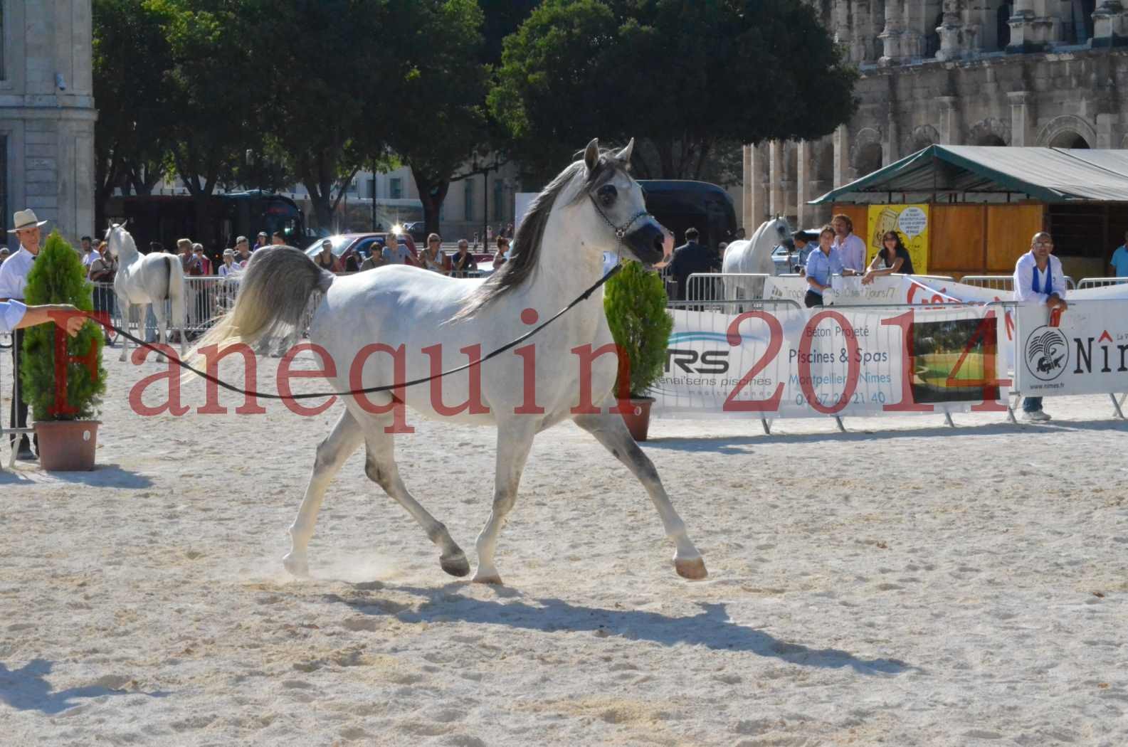 Concours National de Nîmes de chevaux ARABES 2014 - Championnat - SHAOLIN DE NEDJAIA - 37