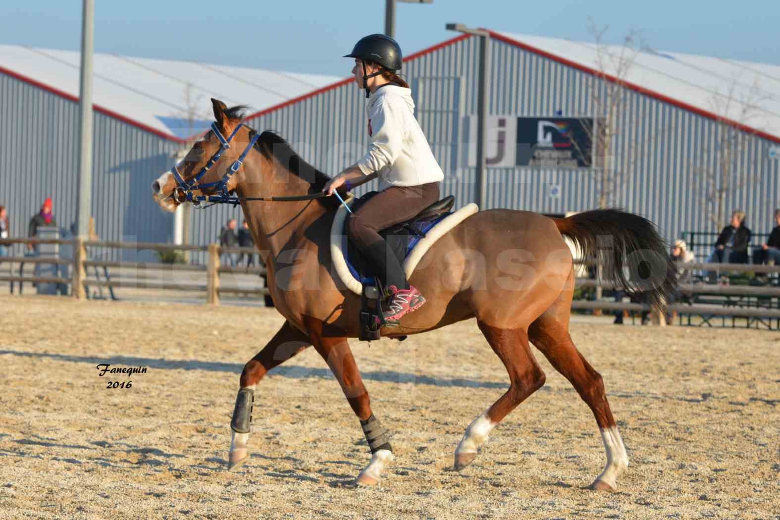 Cheval Passion 2016 - Présentation extérieure de chevaux Arabes montés - 11