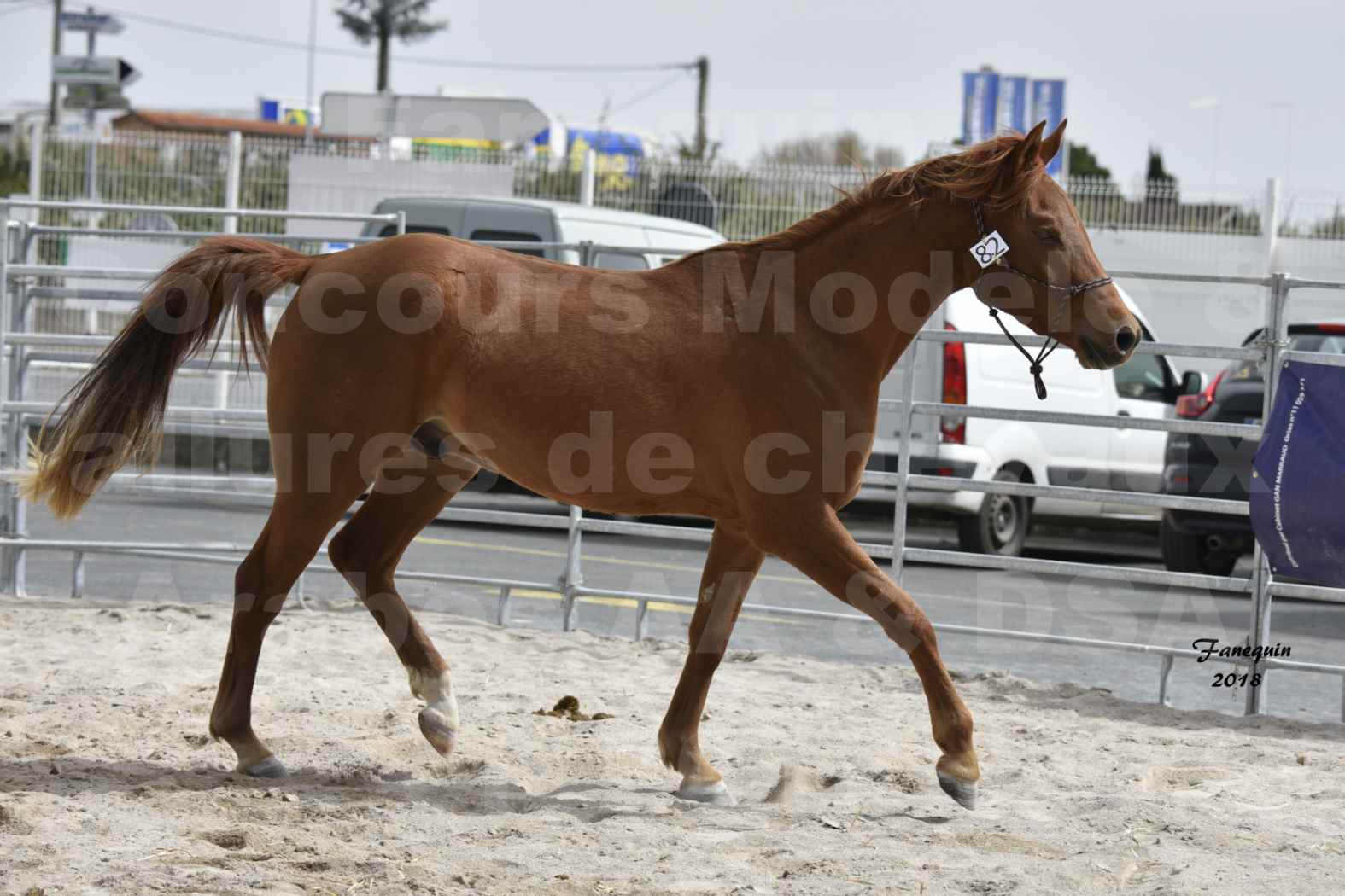 Concours d'élevage de Chevaux Arabes - D. S. A. - A. A. - ALBI les 6 & 7 Avril 2018 - FOXTROT DU GRIOU - Notre Sélection - 5