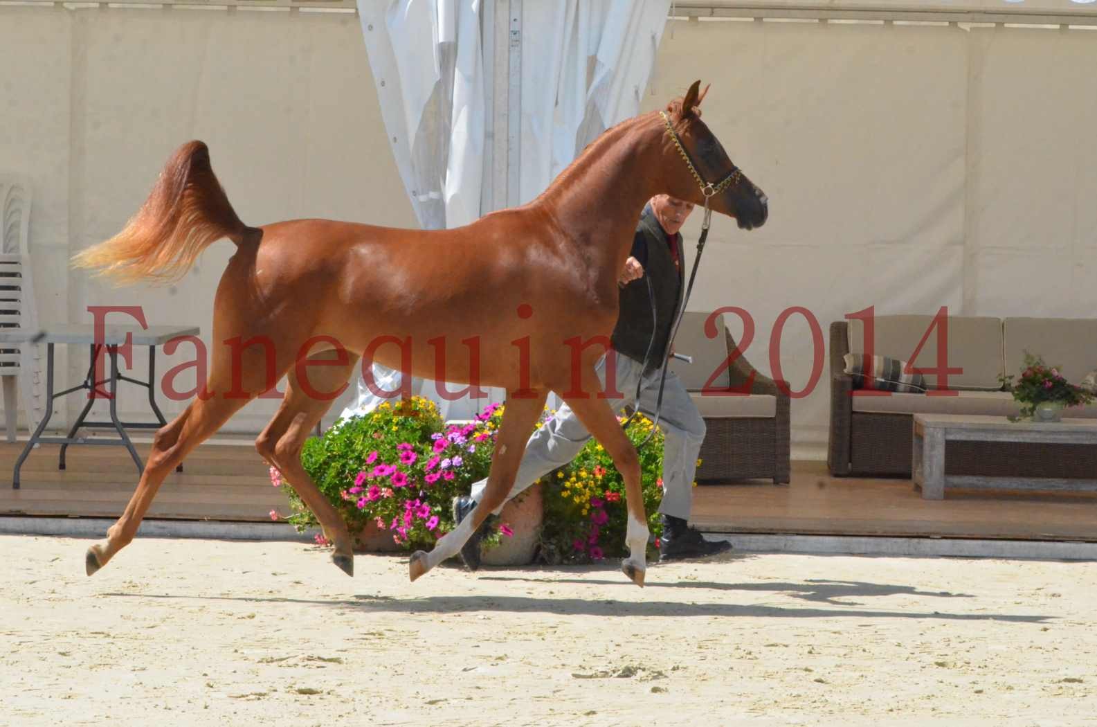 Championnat de FRANCE 2014 - Amateurs - SH CALLAS BINT ARMANI - 13