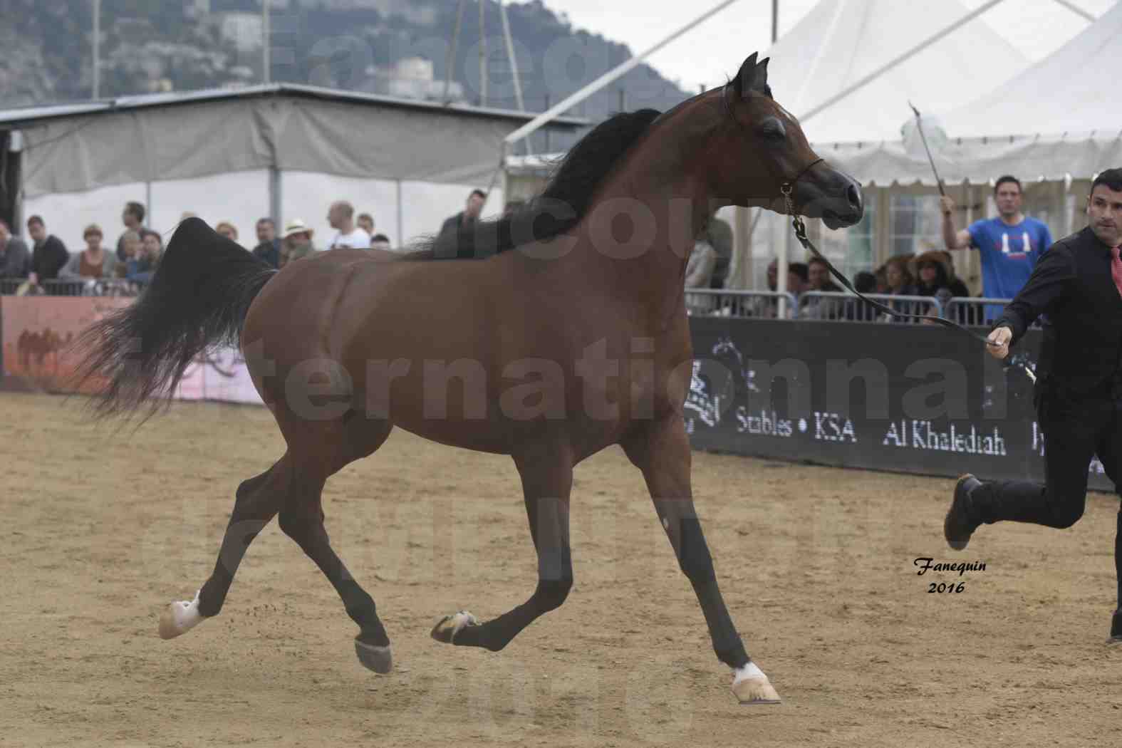 Championnat du pur-sang arabe de la Méditerranée et des pays arabes - MENTON 2016 - GALLARDO J - Notre Sélection - 1