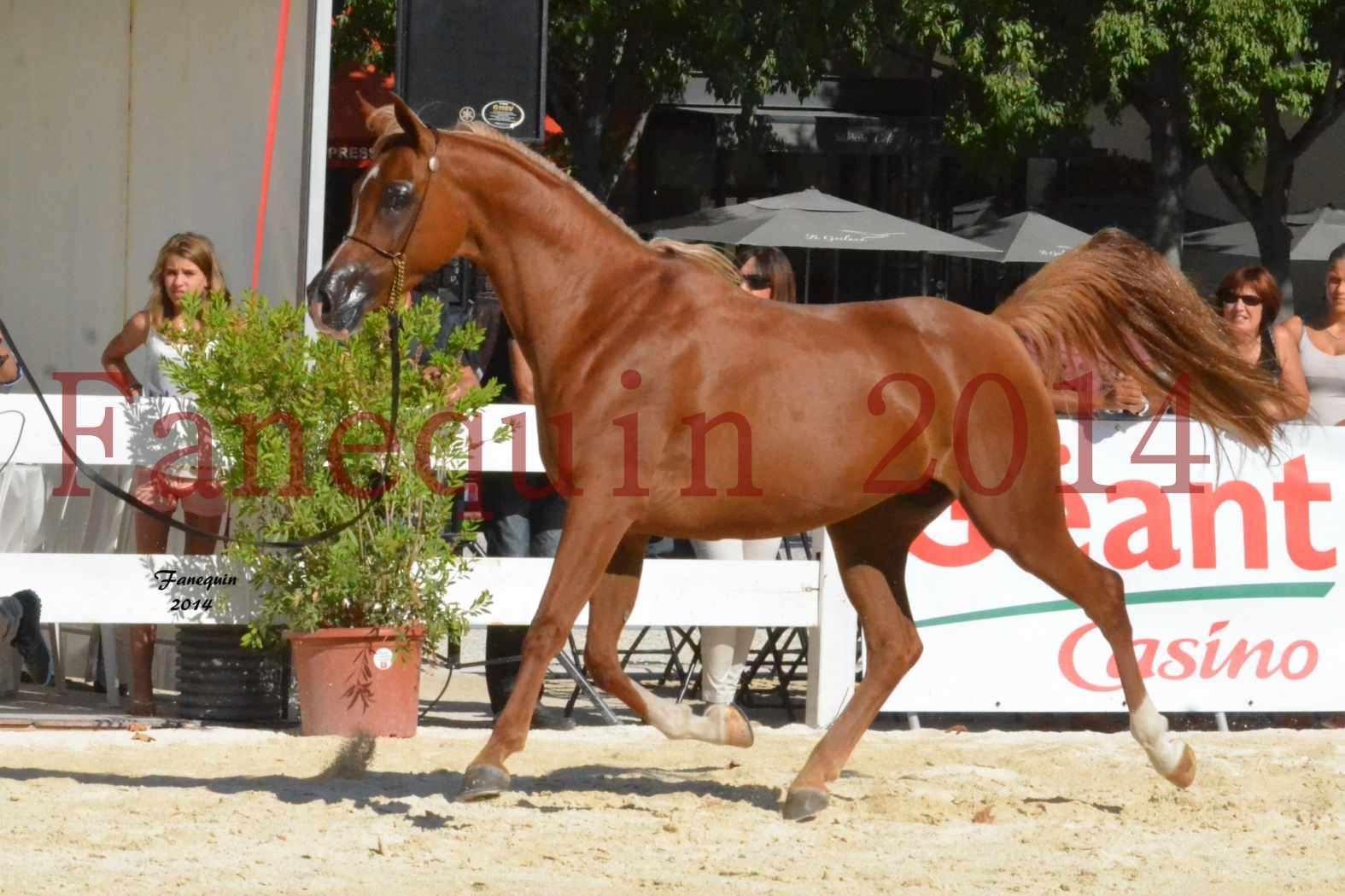 Concours National de Nîmes de chevaux ARABES 2014 - Notre Sélection - MASSAI DE BARREL - 11