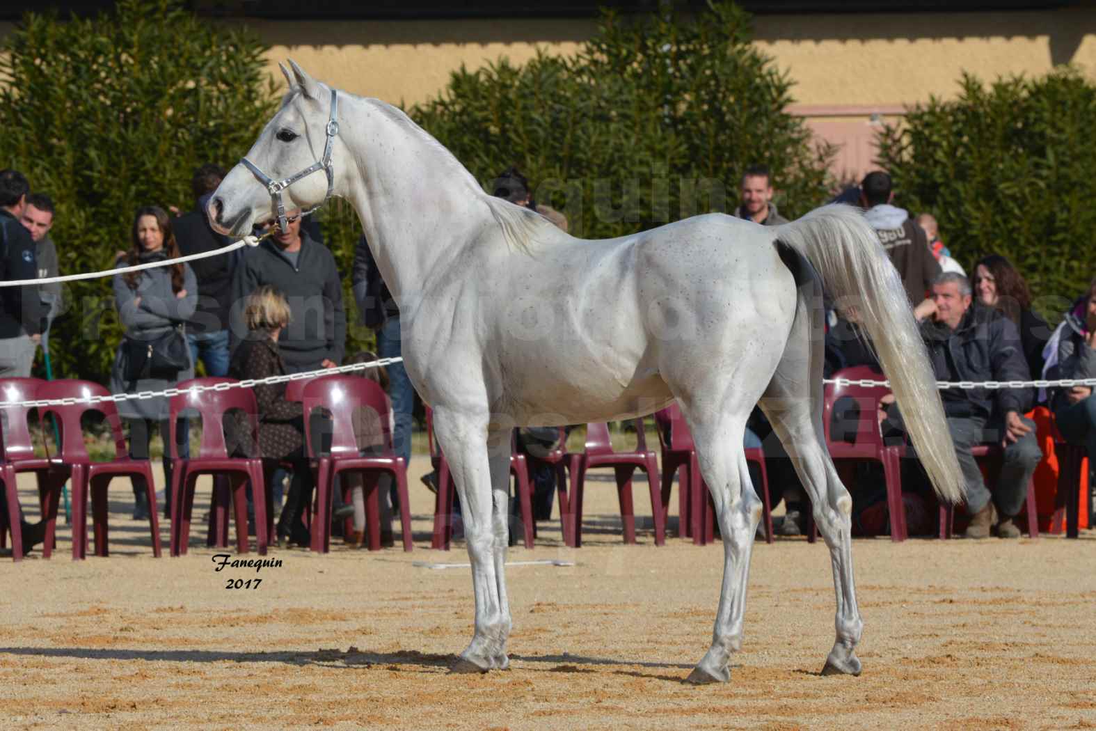 Présentation d’Étalons aux Haras d'UZES - OSBORN - 1