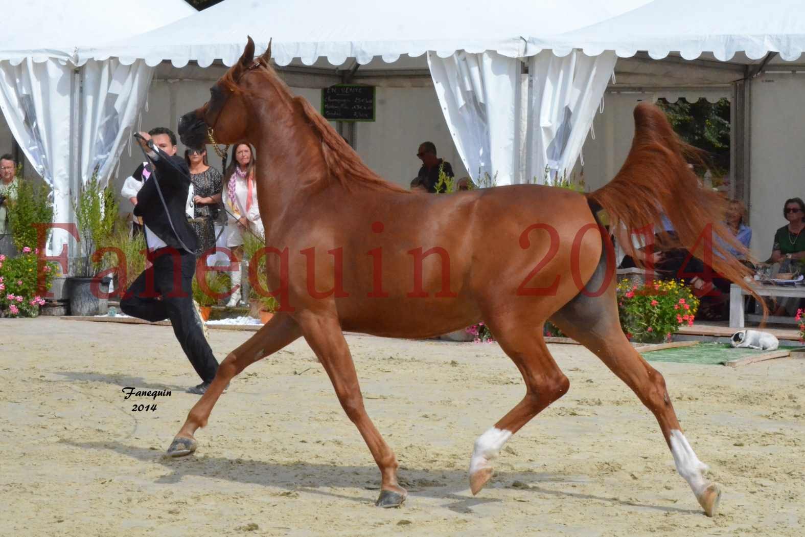 ﻿CHAMPIONNAT DE FRANCE 2014 A POMPADOUR - Notre Sélection - KINSHASA JA - 28